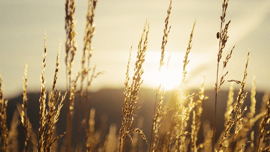 Backlit grass frame with Max's Film Brewery applied